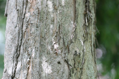 Melaleuca leucadendra